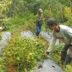 Viral Diserang Hama Patek, Petani Cabai di Garut Ngamuk Babat Tanaman
