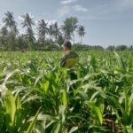 Polsek Cibalong Rawat Tanaman Jagung, Dukung Program Ketahanan Pangan