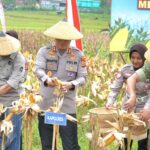 Sinergi TNI-Polri dan Pemkab Tasikmalaya, Panen Raya Jagung 171 Ton Digelar di Sukaraja