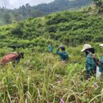 Paguyuban Kolaborasi Hijau Garut Rawat Ratusan Pohon di Gunung Congkrang, Perkuat Upaya Konservasi Lingkungan