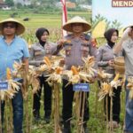 Polres Tasikmalaya Kawal Produktivitas Jagung, Dukung Ketahanan Pangan dari Desa